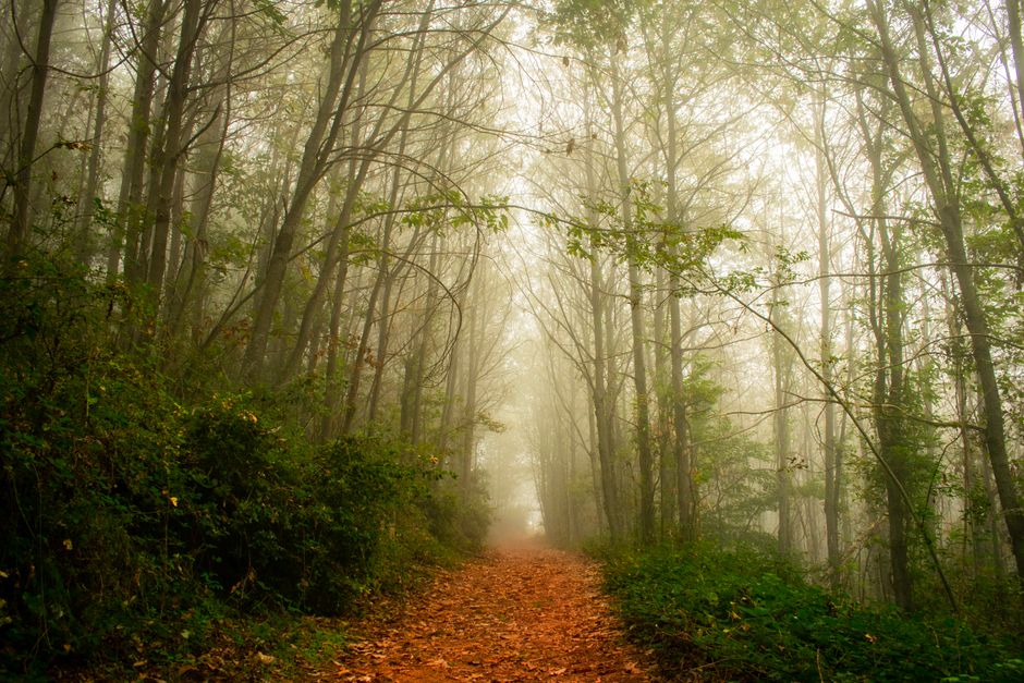 Writing Through the Fog: How to Keep Going When Inspiration Disappears